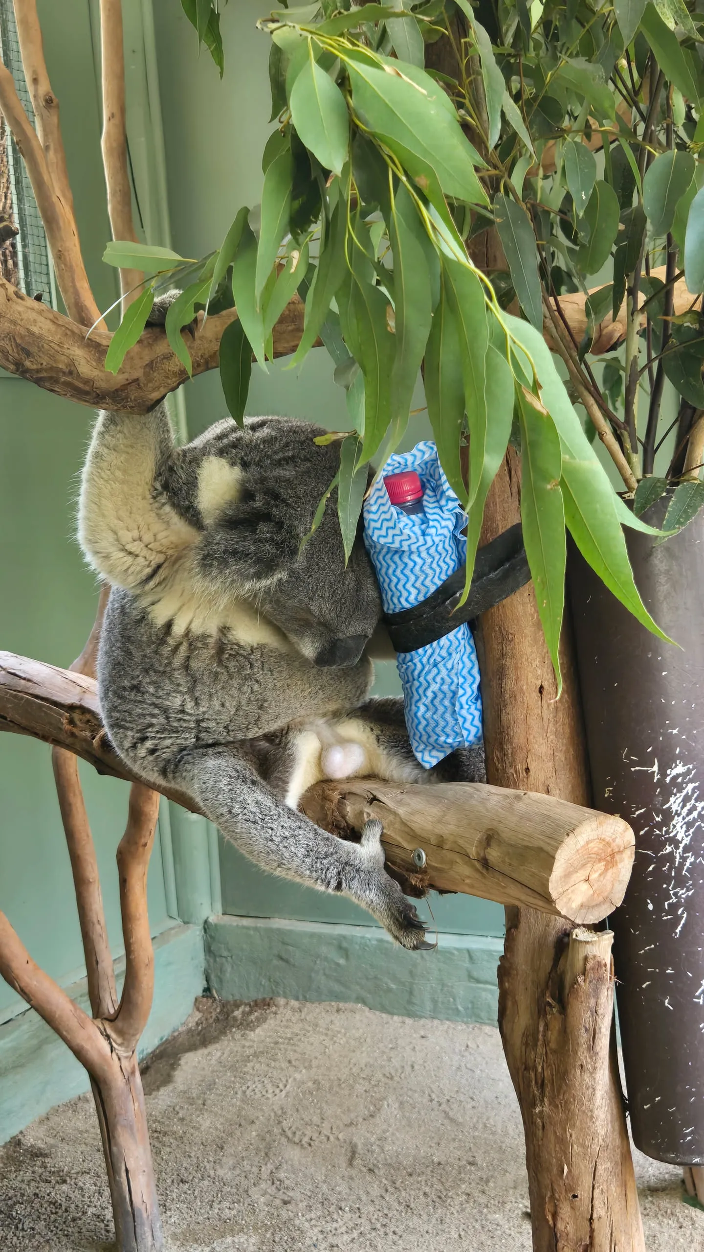 엄청 늦게 쓰는 호주 시드니 신혼여행기 - 2일차