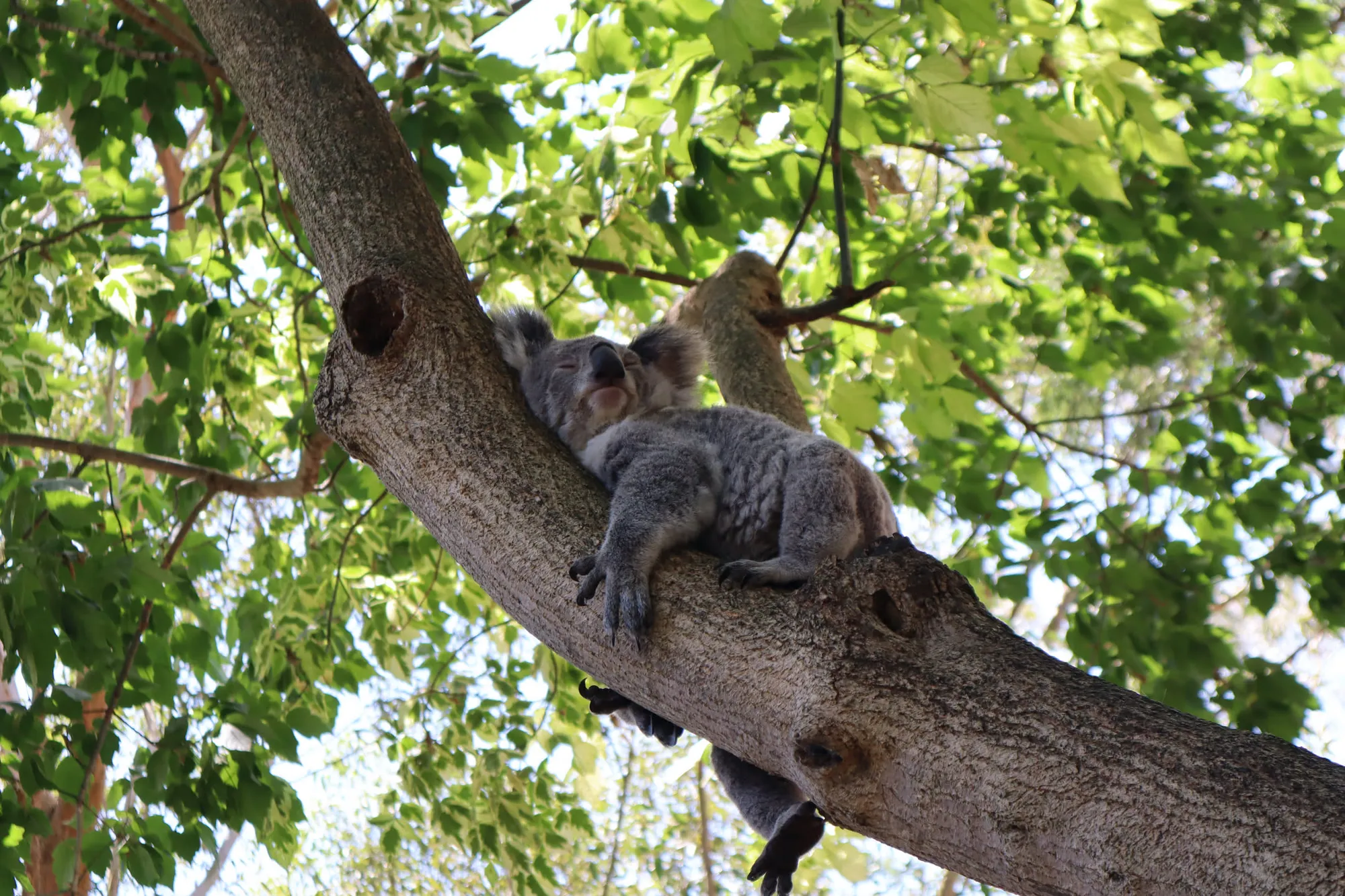 엄청 늦게 쓰는 호주 시드니 신혼여행기 - 2일차