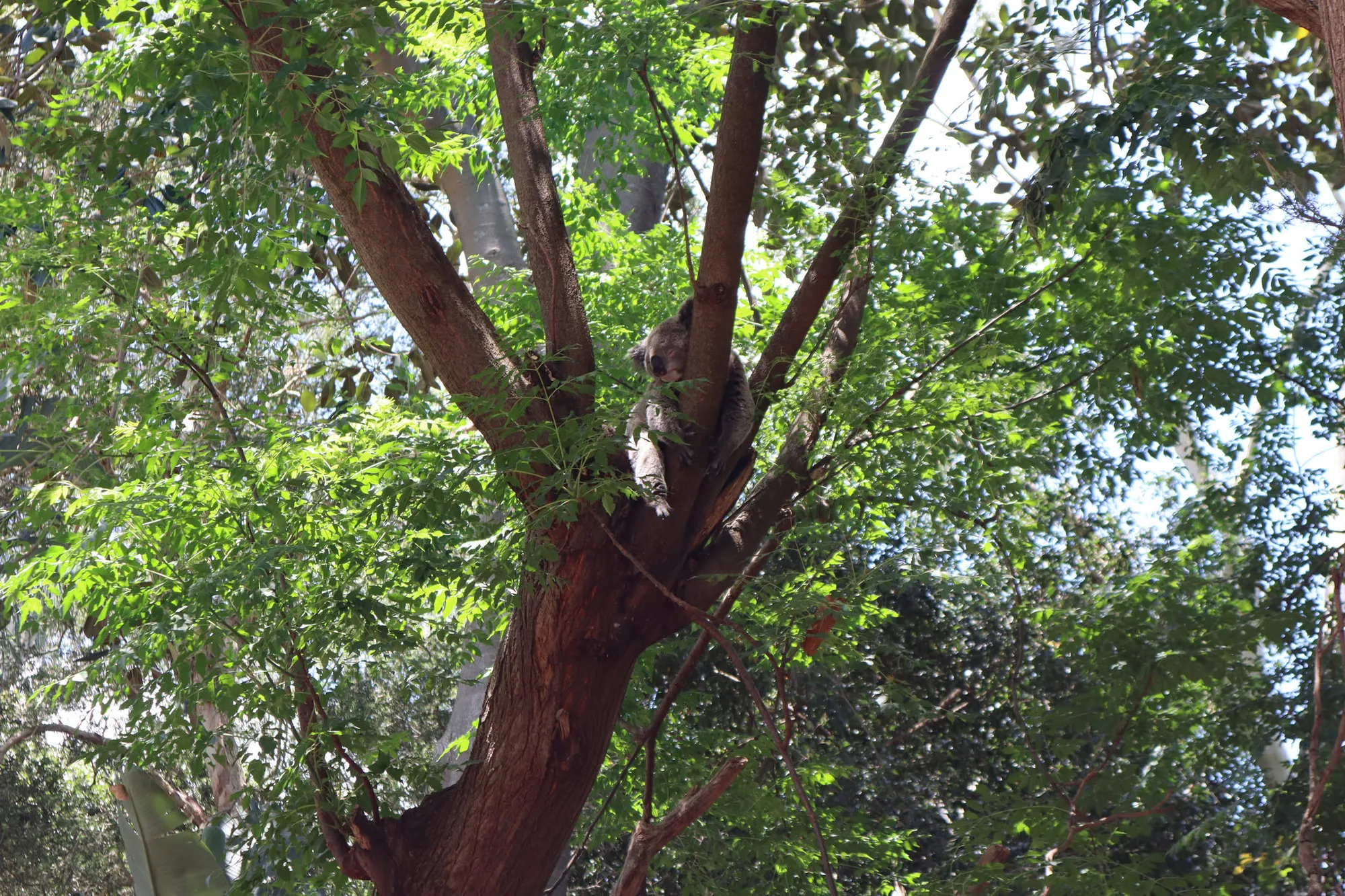 엄청 늦게 쓰는 호주 시드니 신혼여행기 - 2일차