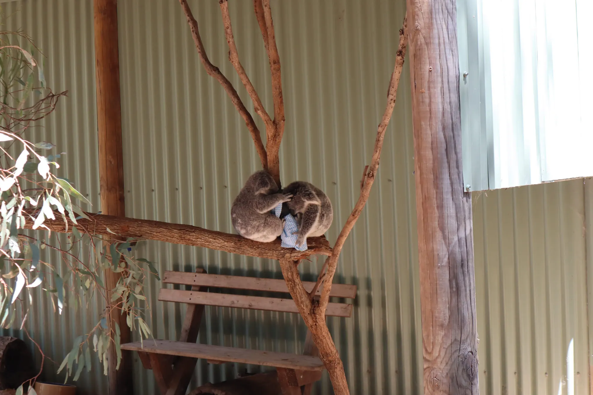 엄청 늦게 쓰는 호주 시드니 신혼여행기 - 2일차