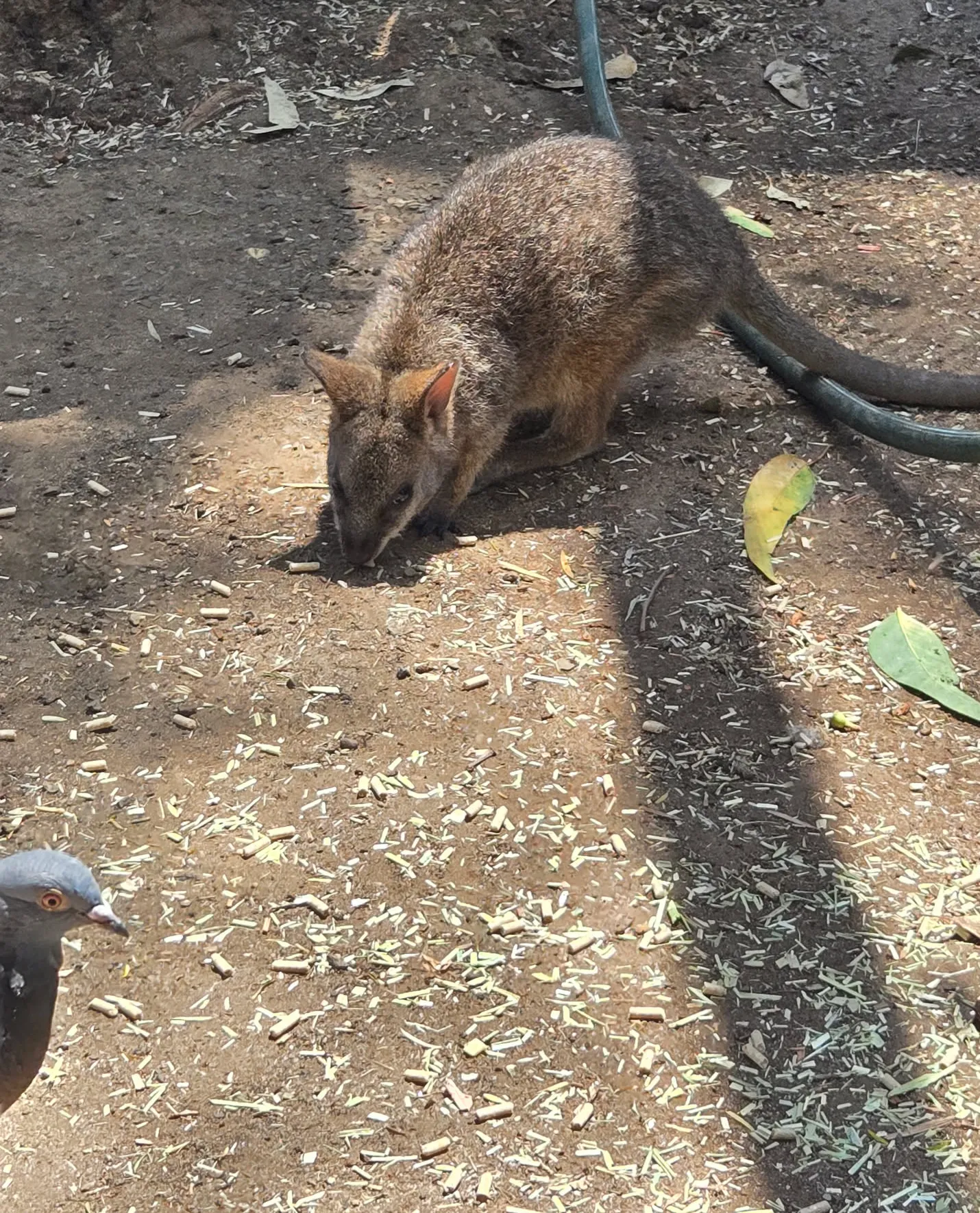 엄청 늦게 쓰는 호주 시드니 신혼여행기 - 2일차