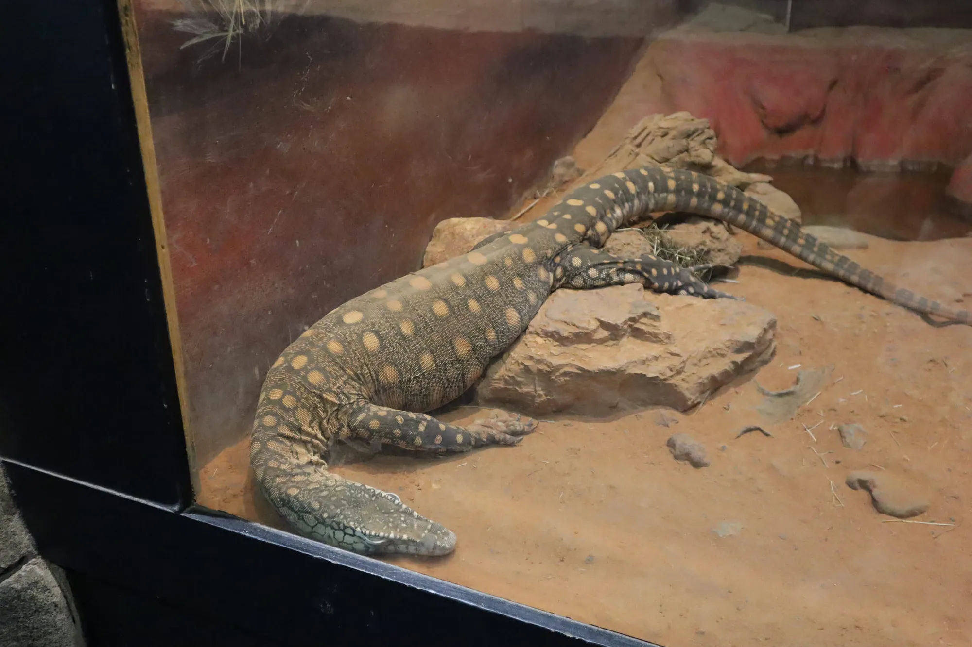 엄청 늦게 쓰는 호주 시드니 신혼여행기 - 2일차