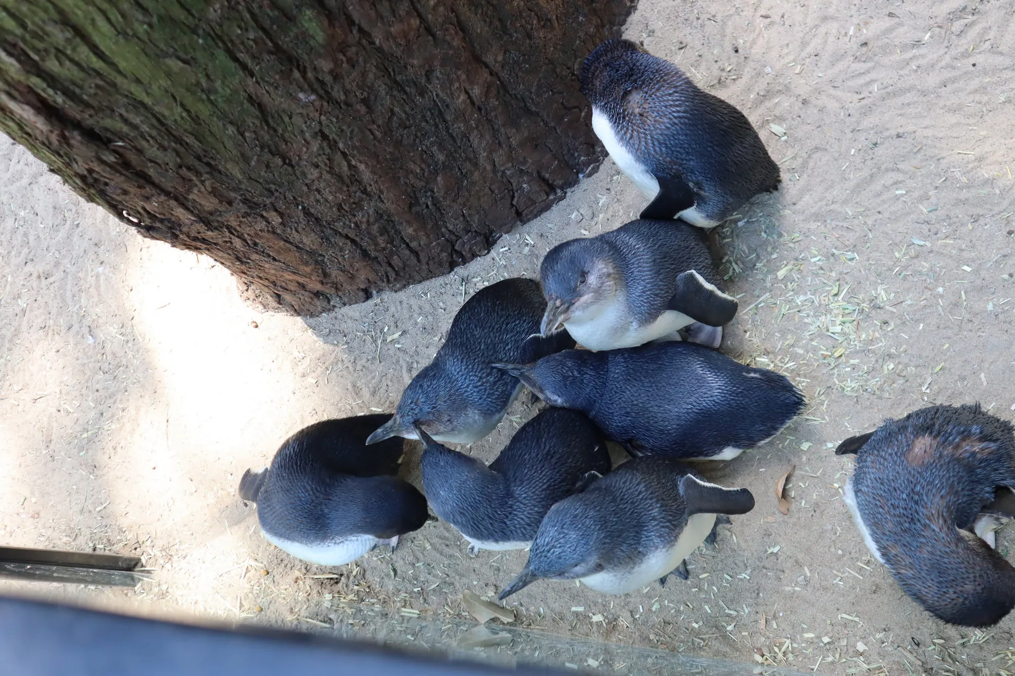 엄청 늦게 쓰는 호주 시드니 신혼여행기 - 2일차