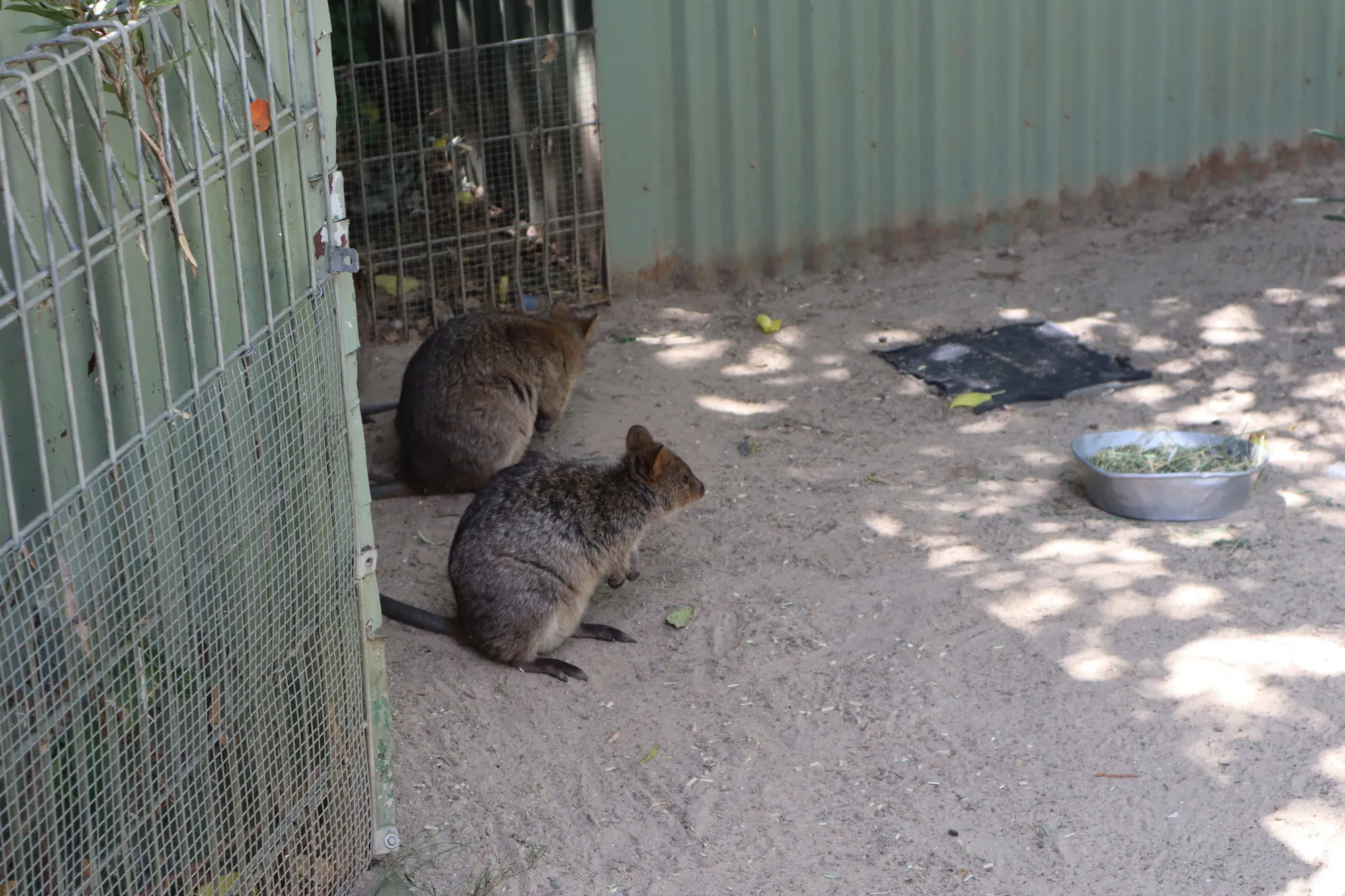 엄청 늦게 쓰는 호주 시드니 신혼여행기 - 2일차