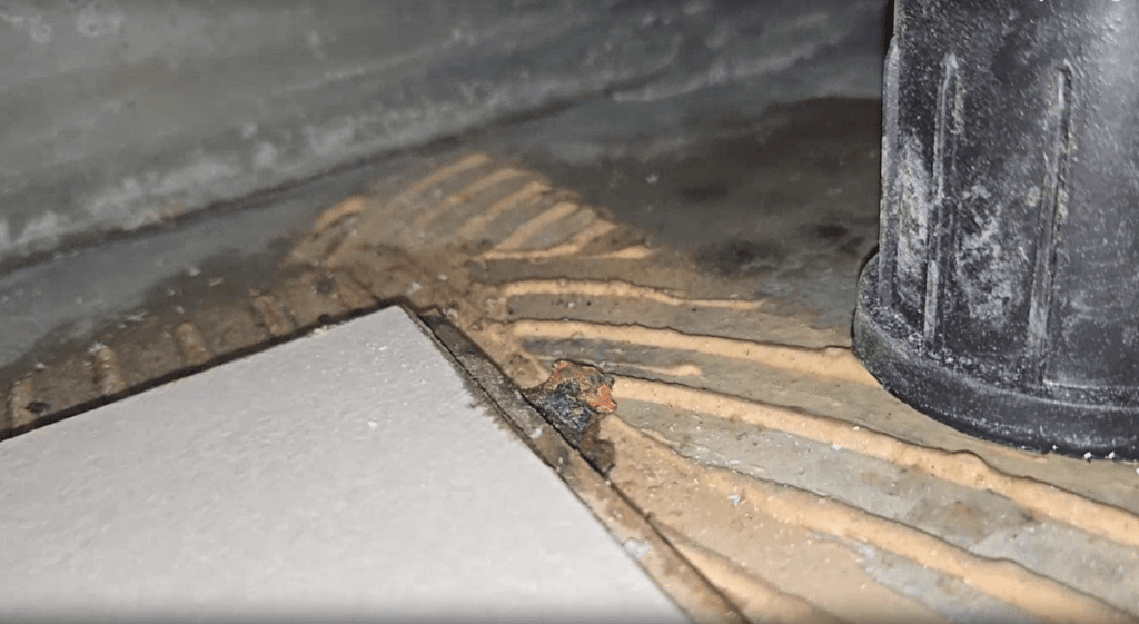 곰팡이 먹은 마루